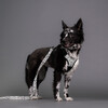 PAIKKA Hundeleine "Glow Leash" 2.0 Abbildung 4