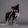 PAIKKA Hundeleine "Glow Leash" 2.0 Abbildung 5