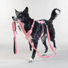 PAIKKA Hundeleine "Visibility Leash" pink Abbildung 2