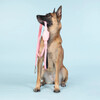 PAIKKA Hundeleine "Visibility Leash" pink Abbildung 3