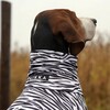 PAIKKA Hundeshirt Sonnenschutz/Antiparasit "UV & Bug Shirt“ Edition 2025 Abbildung 4