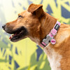 RedDingo Hundemarke mit individueller Gravur BFF pink Abbildung 2