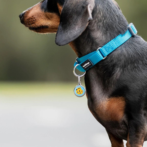 weitere Abbildung RedDingo Hundemarke mit individueller Gravur Cookie hellblau