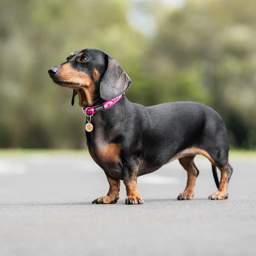 weitere Abbildung RedDingo Hundemarke mit individueller Gravur Cookie pink
