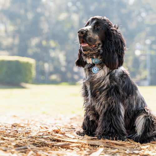 weitere Abbildung RedDingo Hundemarke mit individueller Gravur Monster blau