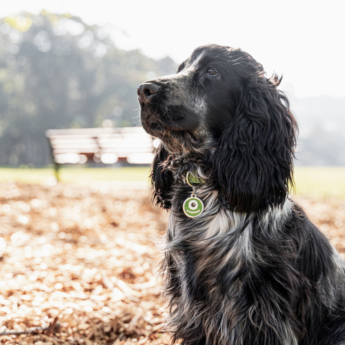 weitere Abbildung RedDingo Hundemarke mit individueller Gravur Monster grn