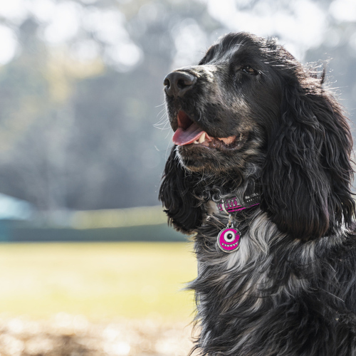 weitere Abbildung RedDingo Hundemarke mit individueller Gravur Monster hot pink