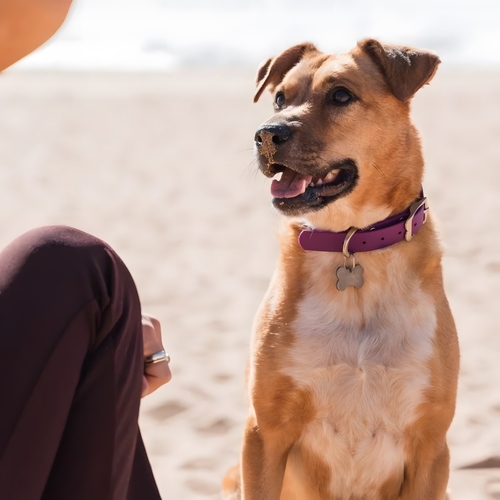 weitere Abbildung RedDingo Titan Hundemarke Knochen