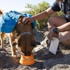 Ruffwear Faltnapf Bivy™ Bowl Salamander Orange Abbildung 5