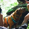 Ruffwear Hundegeschirr Flagline Harness Basalt Gray Abbildung 5