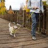 Ruffwear Hundegeschirr Flagline™ Harness Lichen Green Abbildung 5