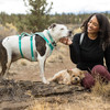Ruffwear Hundegeschirr Flagline™ Harness Sage Green Abbildung 5