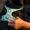 Ruffwear Hundegeschirr Front Range™ Harness River Rock Green Abbildung 5