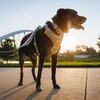 Ruffwear Hundegeschirr Front Range™ Harness Spring Mountains Abbildung 5