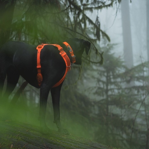 weitere Abbildung Ruffwear Hundehalsband Front Range Collar Blaze Orange