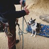 Ruffwear Hundekissen Basecamp™ Foldable Dog Bed Deep Jungle Abbildung 5