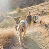 Ruffwear Kühlweste Swamp Cooler™ Vest Sage Green Abbildung 4