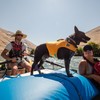 Ruffwear Schwimmweste Float Coat™ Wave Orange Abbildung 4