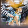 Ruffwear Steppjacke Stumptown™ Jacket River Rock Green Abbildung 5