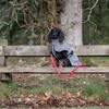 Rukka Pets Fleece-Jacke Comfy schwarz Abbildung 5