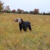 Rukka Pets Hunde-Overall "Protect Overall" schwarz Abbildung 4