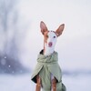 Rukka Pets Jacke Stormy X moos/olive Abbildung 3