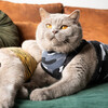 Suitical Recovery Suit® Cat schwarz camouflage Abbildung 5