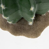 Terra Della Dekoration Kaktus Echinocactus grün Abbildung 3