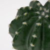 Terra Della Dekoration Kaktus Echinocactus grün Abbildung 4