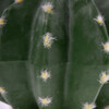Terra Della Dekoration Kaktus Echinocactus grün Abbildung 5