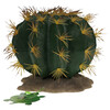Terra Della Dekoration Kaktus Echinocactus grün mit gelben Stacheln Abbildung 2