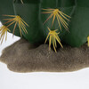Terra Della Dekoration Kaktus Echinocactus grün mit gelben Stacheln Abbildung 3