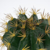 Terra Della Dekoration Kaktus Echinocactus grün mit gelben Stacheln Abbildung 5