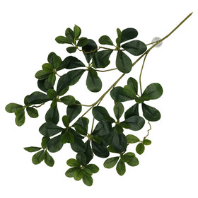 Abbildung Terra Della Hngepflanze Aralia grn
