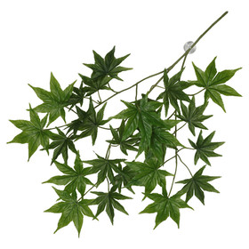 Abbildung Terra Della Hngepflanze Cannabis grn