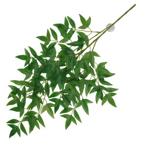 Abbildung Terra Della Hngepflanze Nandina grn