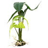 Terra Della Terrarienpflanze Alocasia grün Abbildung 1