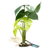 Terra Della Terrarienpflanze Alocasia grün Abbildung 2