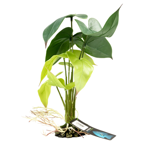 weitere Abbildung Terra Della Terrarienpflanze Alocasia grn