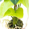 Terra Della Terrarienpflanze Alocasia grün Abbildung 3