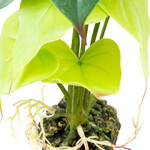 Terrarienpflanze Alocasia grün, Abbildung 5
