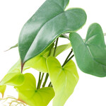 Terrarienpflanze Alocasia grün, Abbildung 3
