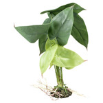 Terrarienpflanze Alocasia grün, Abbildung 6