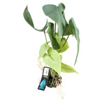 Terrarienpflanze Alocasia grün, Abbildung 4