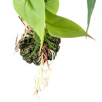 Terrarienpflanze Alocasia grün, Abbildung 7