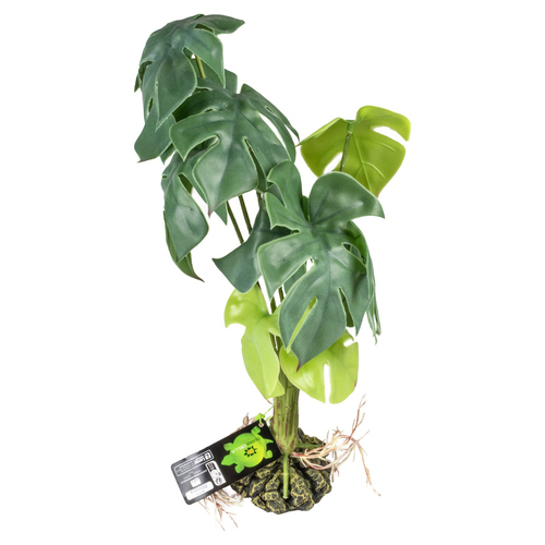 weitere Abbildung Terra Della Terrarienpflanze Monstera grn