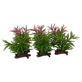 Abbildung Terra Della Terrarium Dekoration Crassula