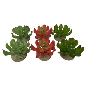 Abbildung Terra Della Terrarium Dekoration Echeveria