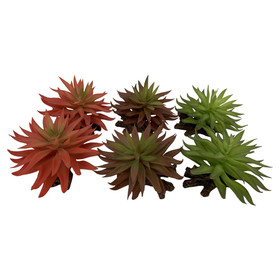 Abbildung Terra Della Terrarium Dekoration Sedum