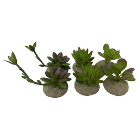 Abbildung Terra Della Terrarium Dekoration Sukkulenten